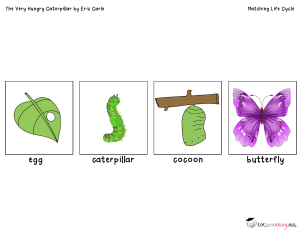 stages of caterpillar