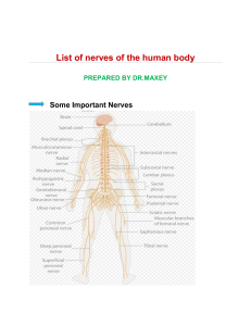 List of all nerves of the human body