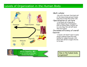 levels-of-organization-in-human-body-lecture-powerpoint-intro