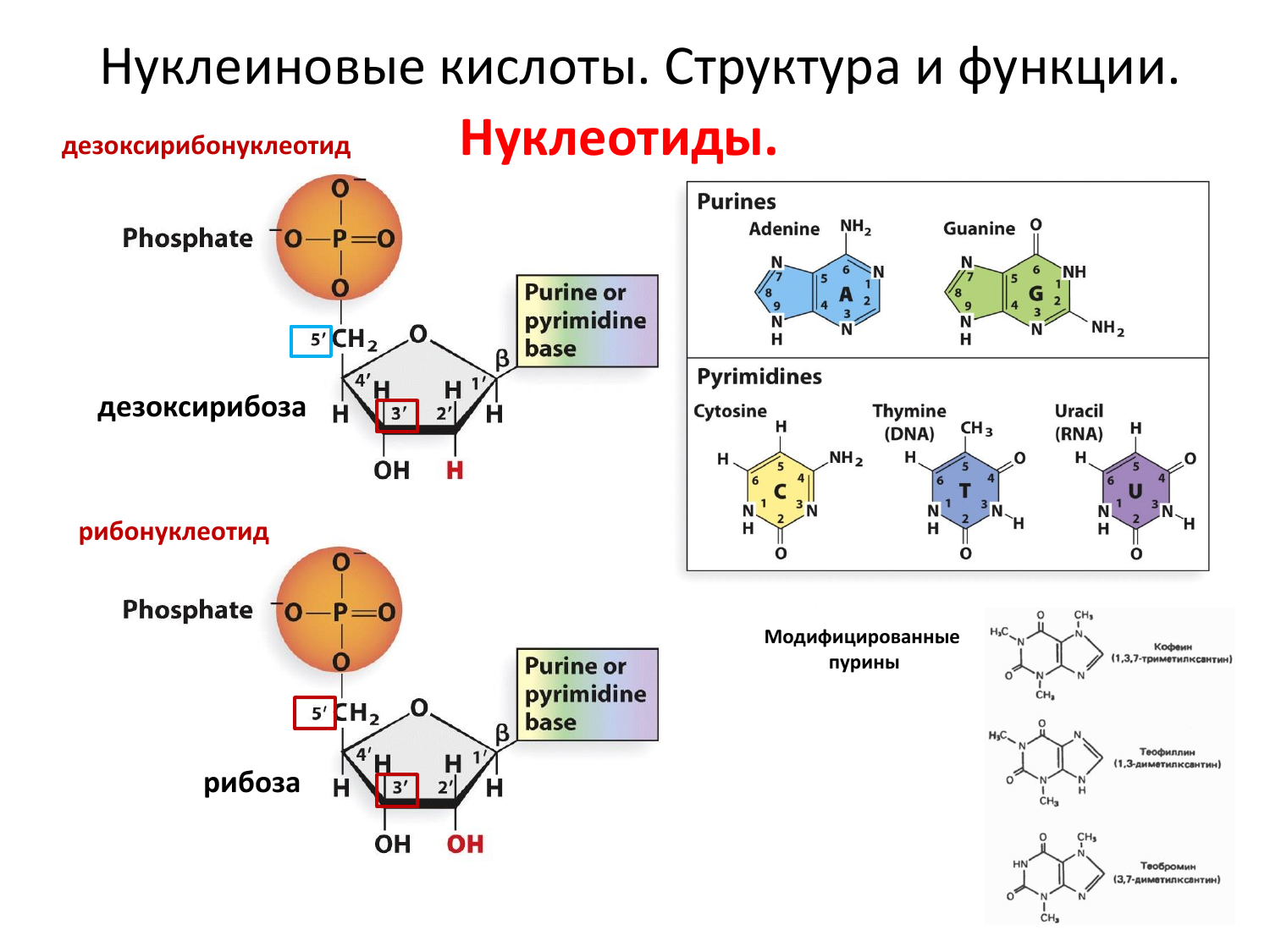 Структура нуклеиновых кислот формула