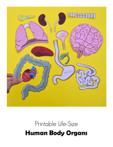 Life-Size-Printable-Human-Body-Organs