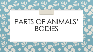 Parts of animals’ bodies