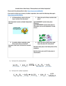 Amoeba Sisters Video Recap Photosynthesis and cell respiration.docx (1)