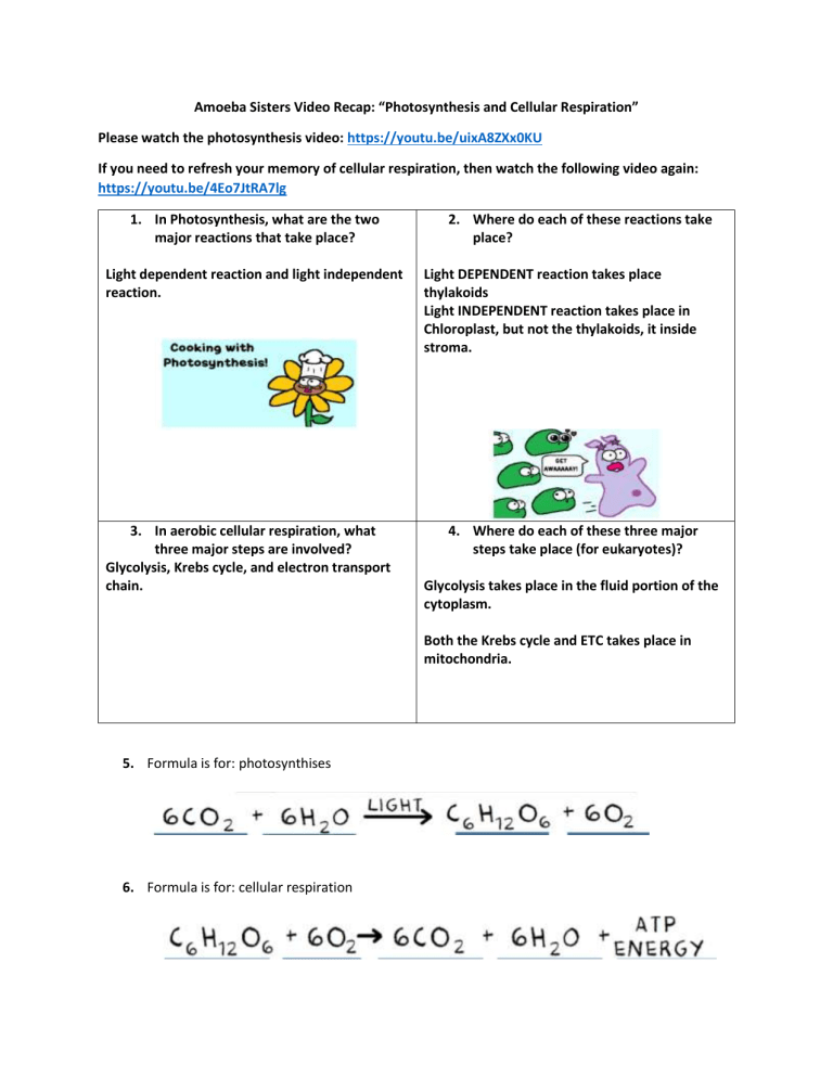 Amoeba Sisters Video Recap Photosynthesis And Cell Respiration docx 1 