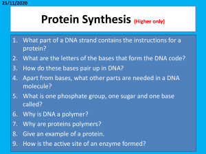 SB3d-Protein-Synthesis