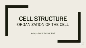Cell Structure - Organization of the Cell