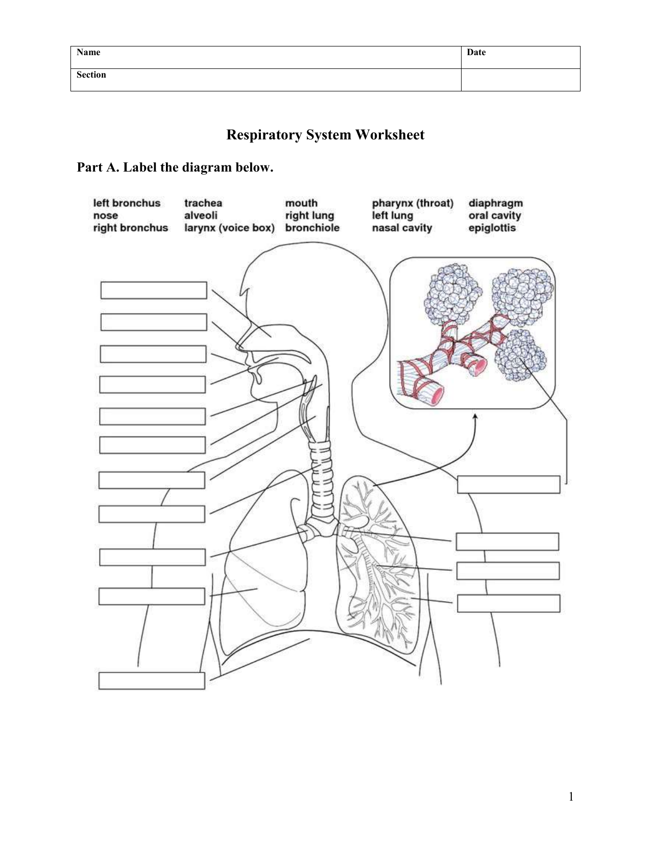 Respiratory System Worksheet Coloring Anatomy Human Science School Body Respiratory System Worksheet Coloring Anatomy Human Science School Body