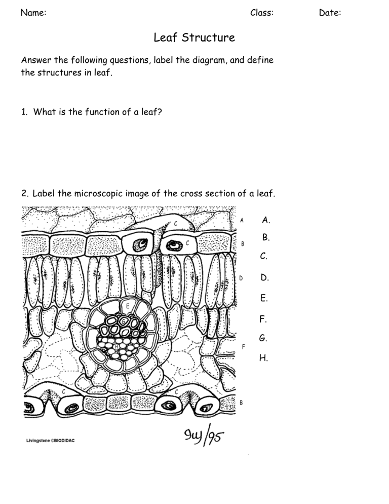 Leaf Structure Worksheet