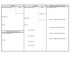 Marine Invertebrate Graphic Organizer - Sheet1