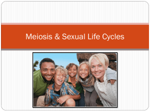 Meiosis Notes for Genetics