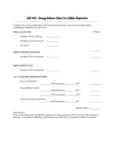 Cellular Respiration Energy Balance Sheet