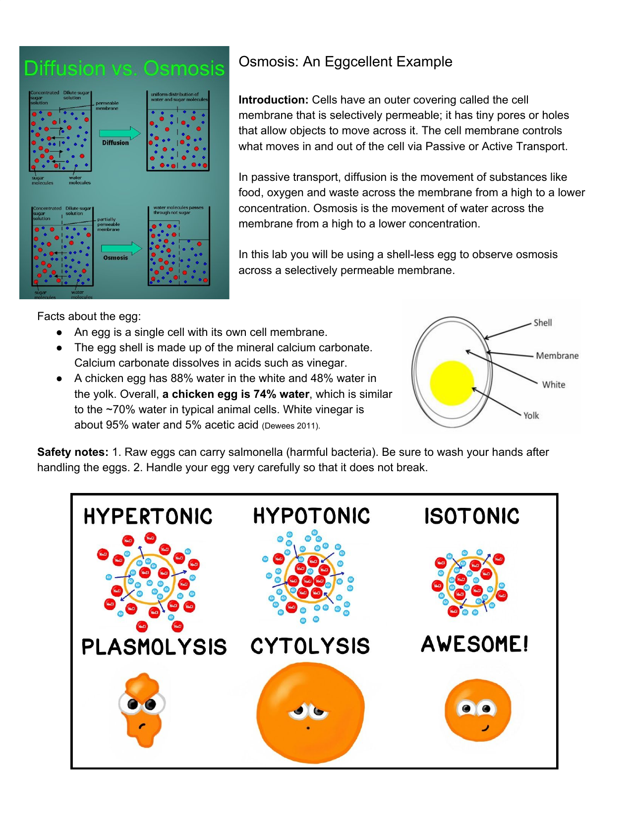 Source: s3.studylib.net. osmosis and the egg lab report by. 