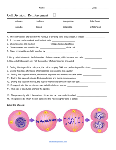 Cell Division   Reinforcement
