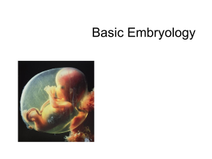 Embryology Extra Info