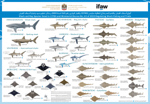انواع أسماك القرش واللخمات الممنوع صيدها 
