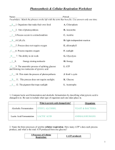 Photosynthesis respiration review worksheet