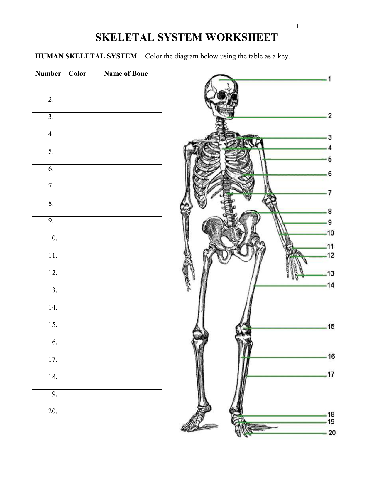 skeletal ws In The Skeletal System Worksheet