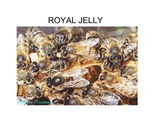 Royal Jelly