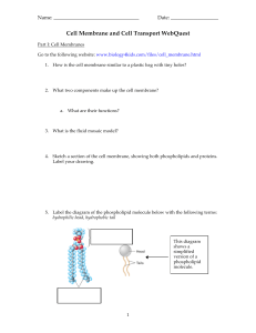 cell membrane and cell transport webquest for Ms  Davis