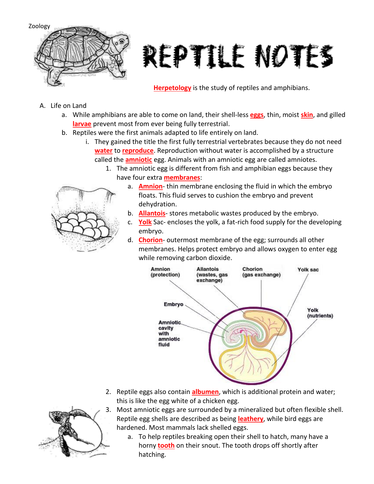 Guided Reptile Notes for Students with Answer Key