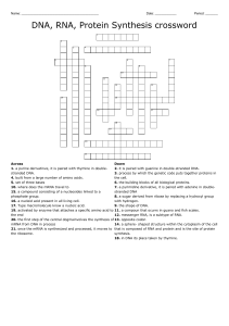 DNA RNA Protein Synthesis crossword