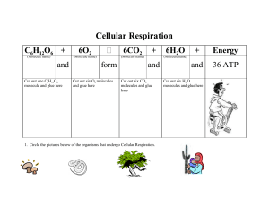 1A Photosynthesis Cell Respiration Cut and Paste.doc