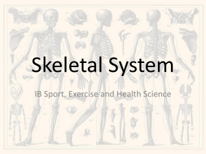 1.1 Skeletal System