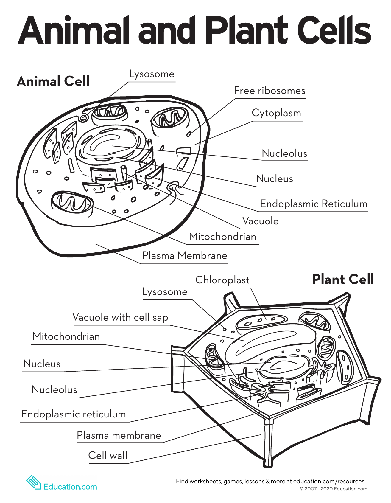 animal-and-plant-cells With Animal And Plant Cells Worksheet