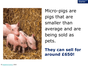 Micro-pigs