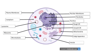 Animal and Plant Cell Interactive Lesson