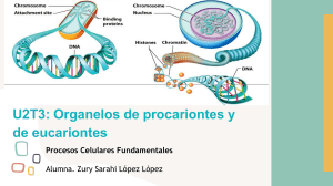 Núcleo, nucléolo, cromosomas en procariotas y eucariotas.
