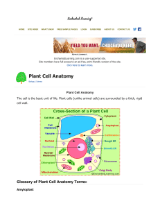 Plant Cell Anatomy - Enchanted Learning