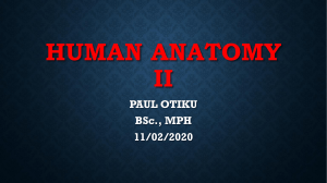 HUMAN ANATOMY II