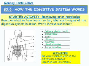 How the digestive system works For students