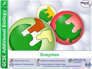 Enzymes: Biological Catalysts