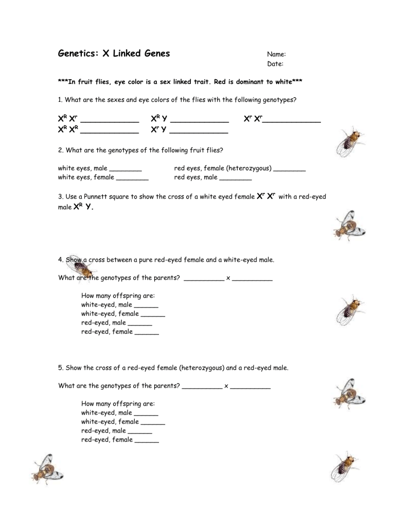 punnett-square-practice-worksheet-answer-key-free-worksheet-template-tips-and-reviews