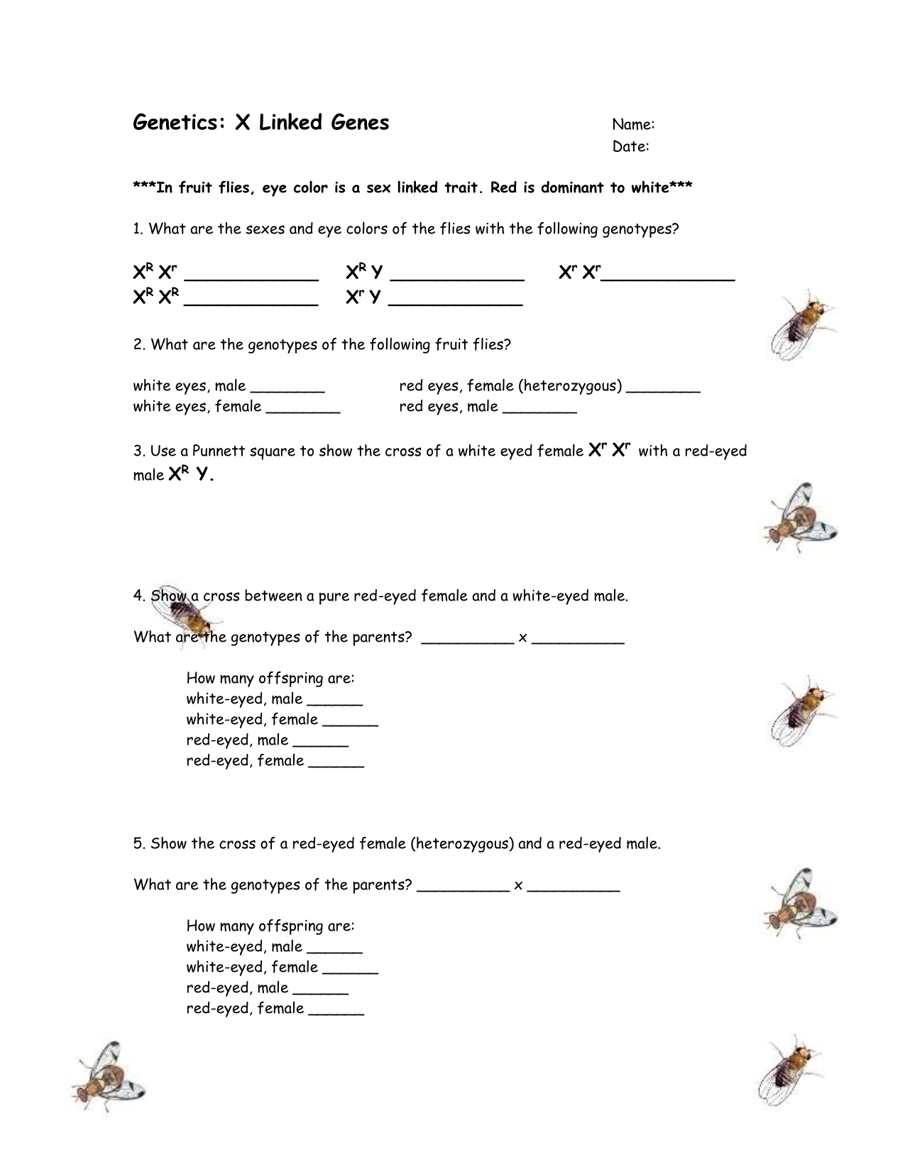 Genetics x linked worksheet With Regard To Genetics X Linked Genes Worksheet