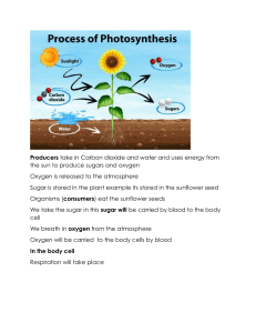 carbon and oxygen cycle