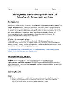 PhotosynthesisCellular Respiration Virtual LabNEW