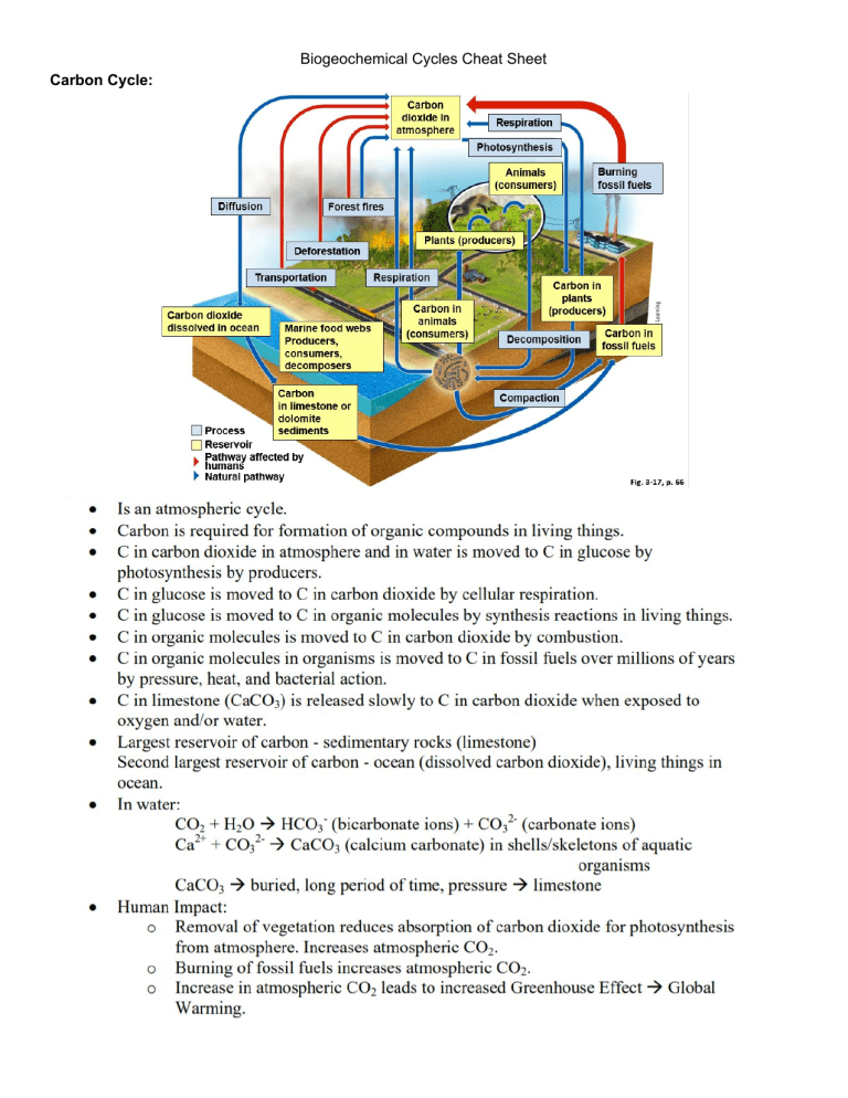 biogeochemical cycle assignment pdf