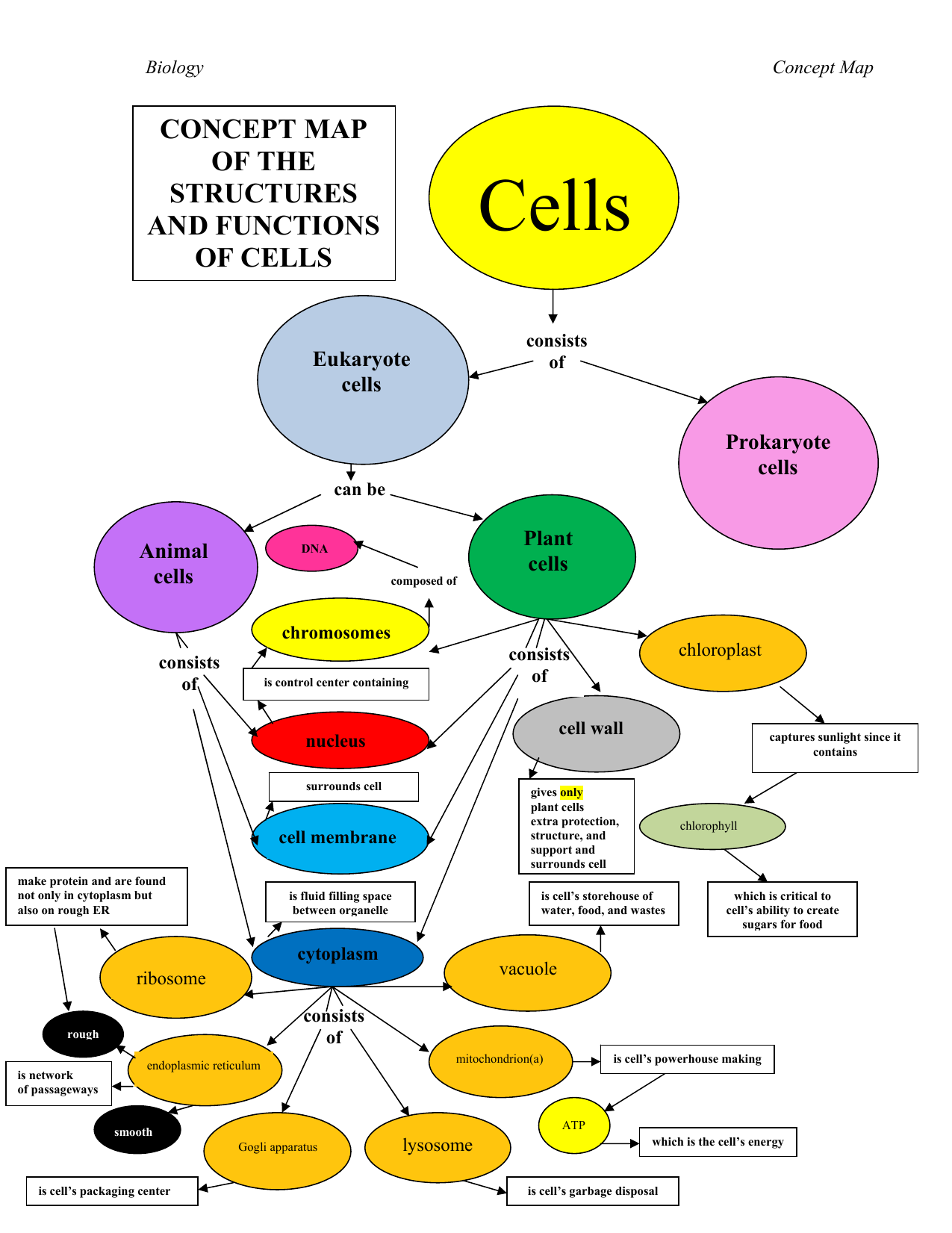 Plant Cell Concept Map Completed Concept Map