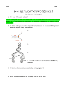 DNA Replication Worksheet GP13