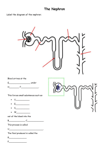 The Nephron Diagrams and Notes 
