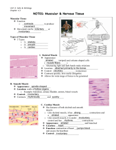 Samuel Alajiki - muscular nerve tissue filll in notes student kd13