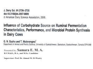 rumen protein synthesis