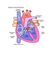 Diagram Of The Human Heart Sample Doc Format