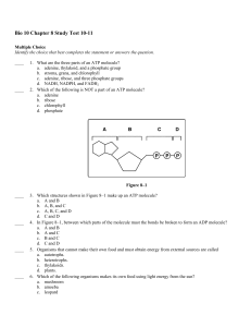 Bio 10 Chapter 8 Study Test 10-11