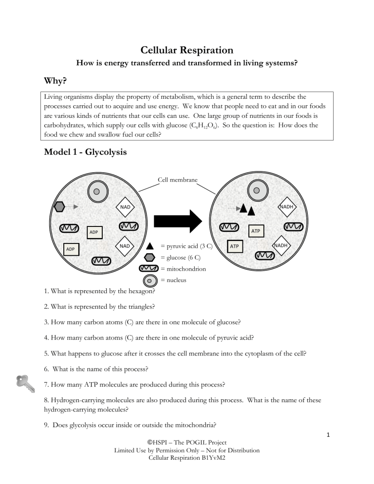 Cellular Respiration Pogil