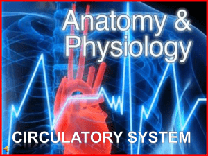 Anatomy-Circulatory-System