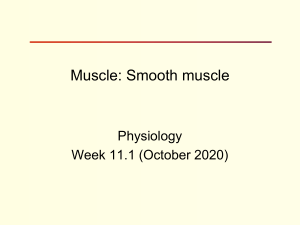 Physiology Lecture 11 1